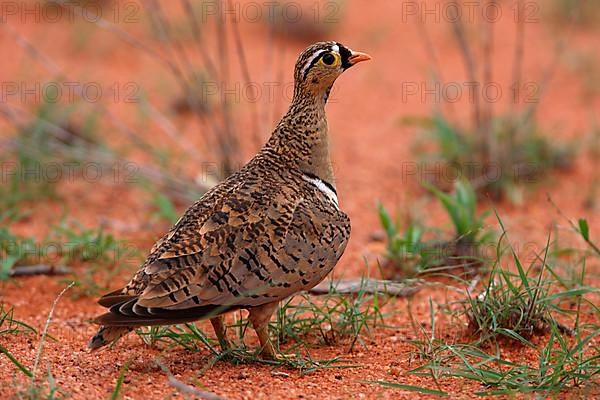 Black-faced Sandgrouse