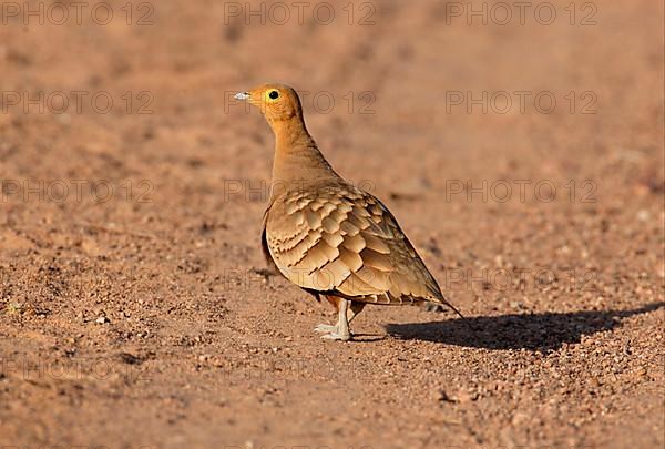 Chestnut-bellied Sandgrouse