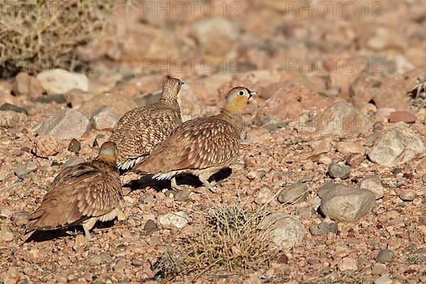 Crowned Sandgrouse