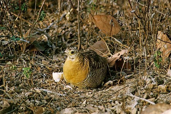 Sandgrouse