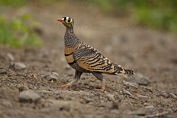 Lichtenstein's Sandgrouse