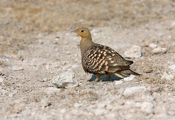 Namaqua Sandgrouse