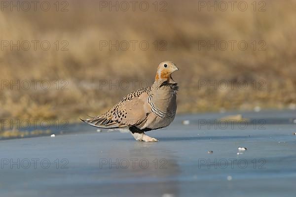 Pallas's Sandgrouse adult male