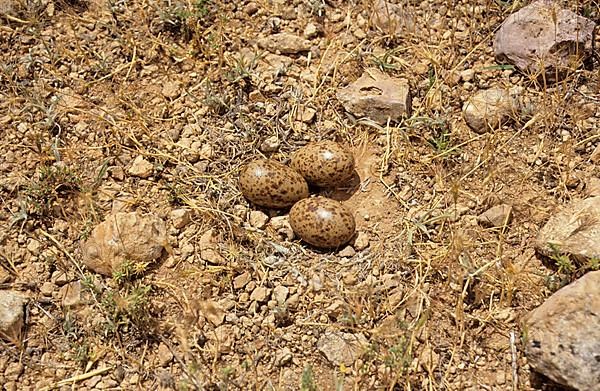 Pin-tailed sandgrouse