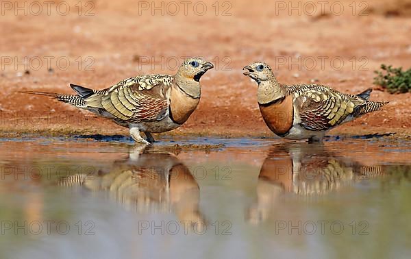 Pin-tailed Sandgrouse