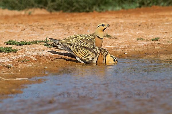 Pin-tailed sandgrouse