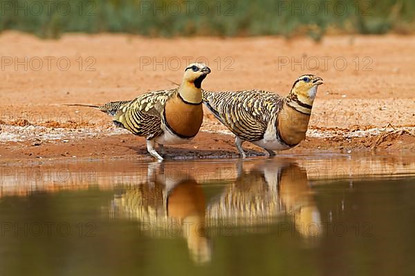 Pin-tailed sandgrouse