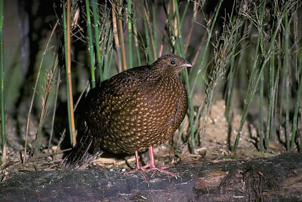 Satyr satyr tragopan