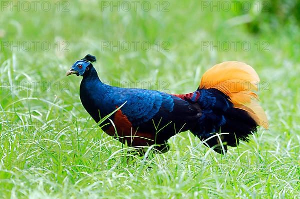 Crested Fireback