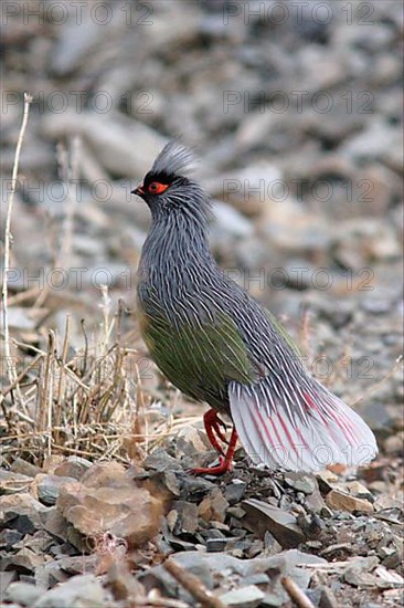 Blood pheasant