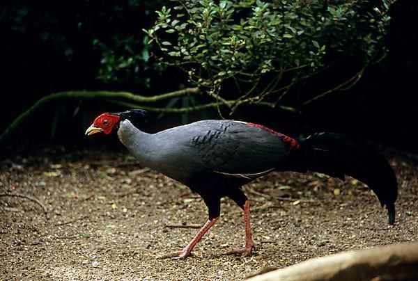 Siamese fireback