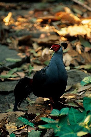 Siamese fireback