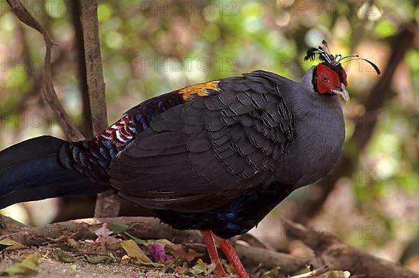 Siamese fireback