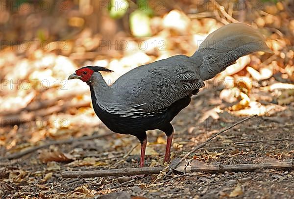 Kalij Pheasant