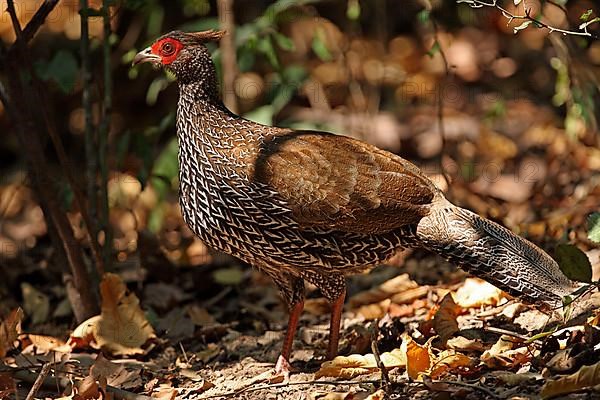 Kalij Pheasant