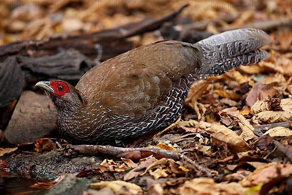 Kalij Pheasant