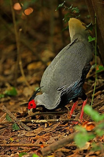 Kalij Pheasant