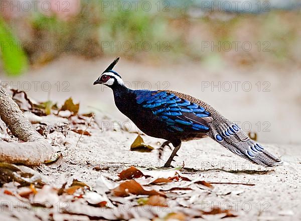 Palawan peacock-pheasant