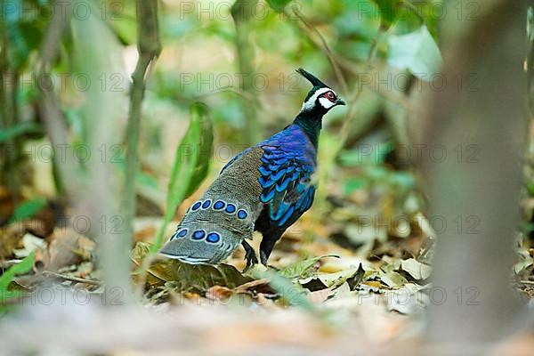 Palawan peacock-pheasant