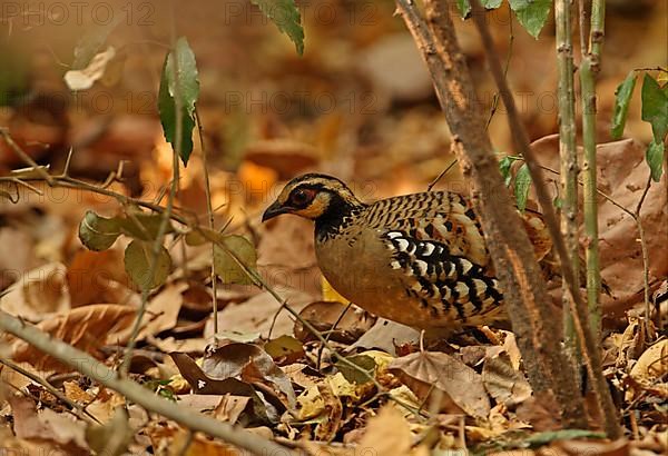 Bar-backed Partridge