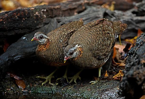 Scaly-breasted Partridge