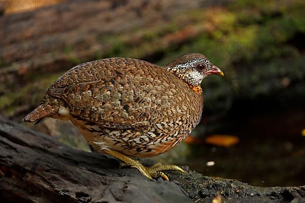 Scaly-breasted Partridge