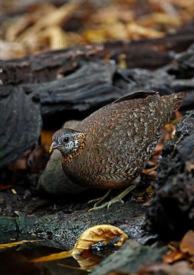 Scaly-breasted Partridge