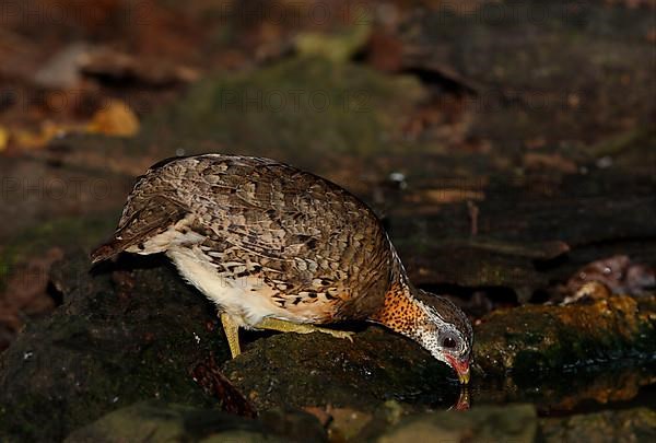 Scaly-breasted Partridge