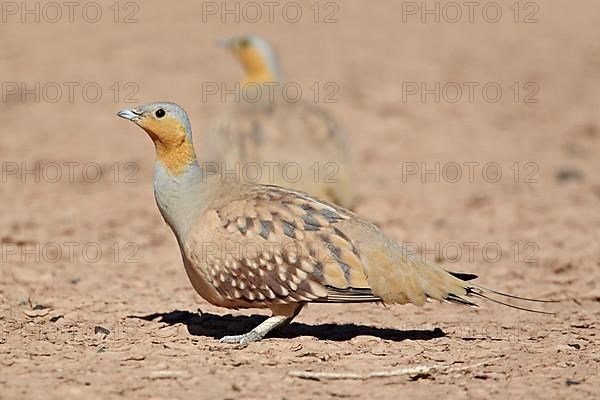 Spotted Sandgrouse