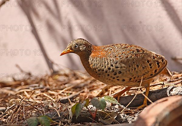 Yellow-legged Buttonquail