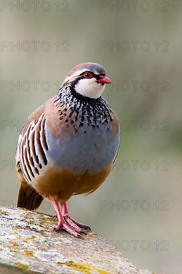 Red grouse