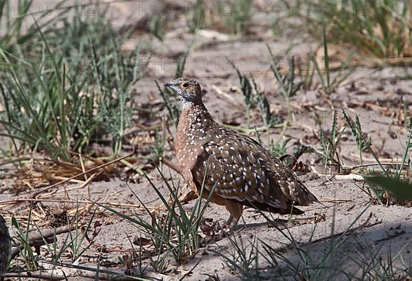 Spotted Sandgrouse