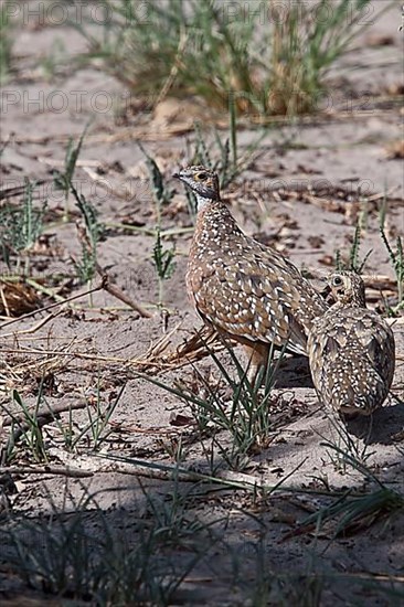 Spotted Sandgrouse