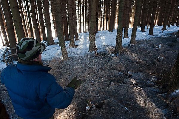 Gamekeeper feeding pheasants in pine