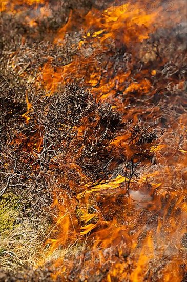 Burning heather moor on a hunting ground to provide a good habitat for grouse