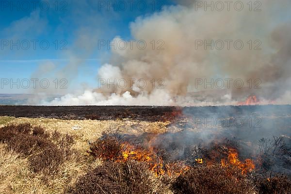 Burning heather moor on a hunting ground to provide a good habitat for grouse