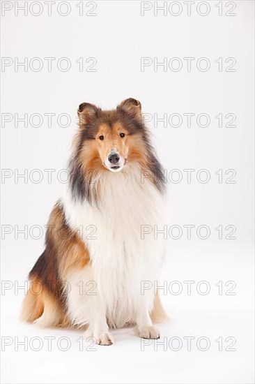 Rough Collie