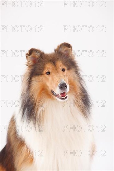 Rough Collie