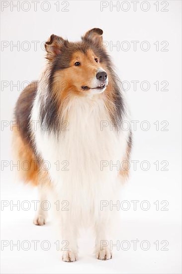 Rough Collie