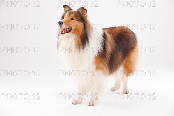 Rough Collie