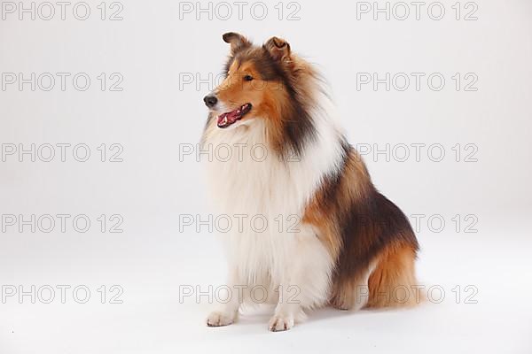 Rough Collie