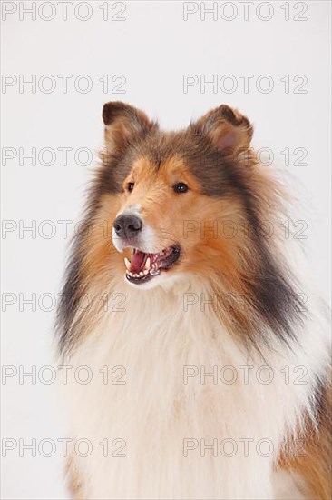 Rough Collie