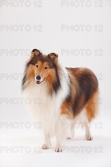 Rough Collie