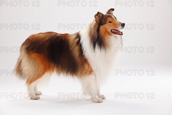 Rough Collie