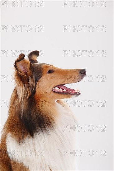 Rough Collie