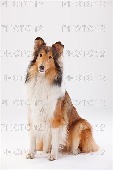 Rough Collie