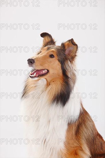 Rough Collie