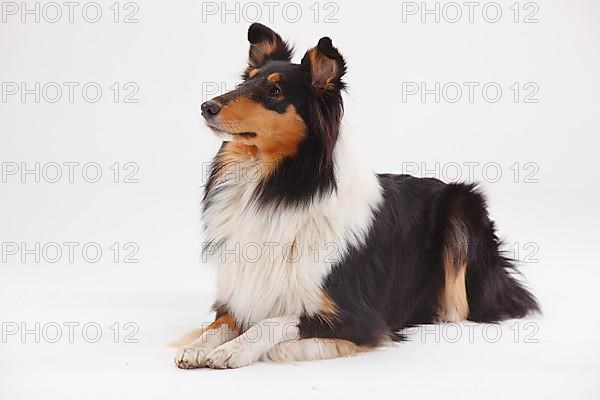 Rough Collie