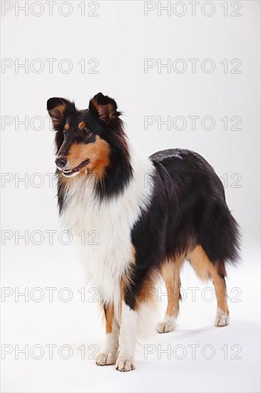 Rough Collie