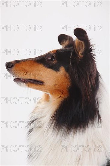 Rough Collie